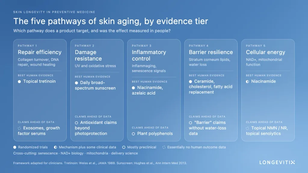 The five pathways of skin aging. Each has an intervention with human trial data, and each has products whose claims run ahead of it.